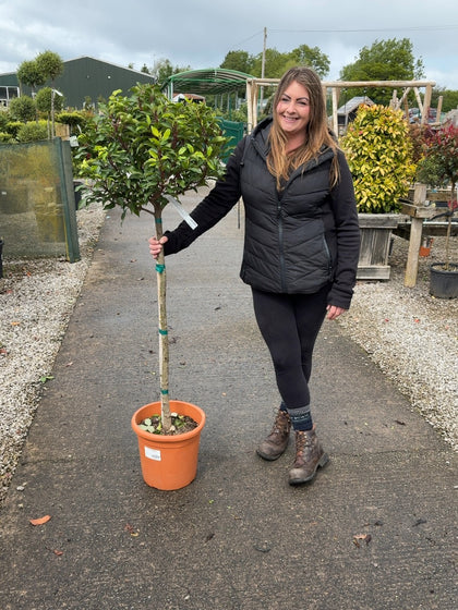 Prunus Lusitanica Brenelia 15 Litre Pot 1/2 Standard