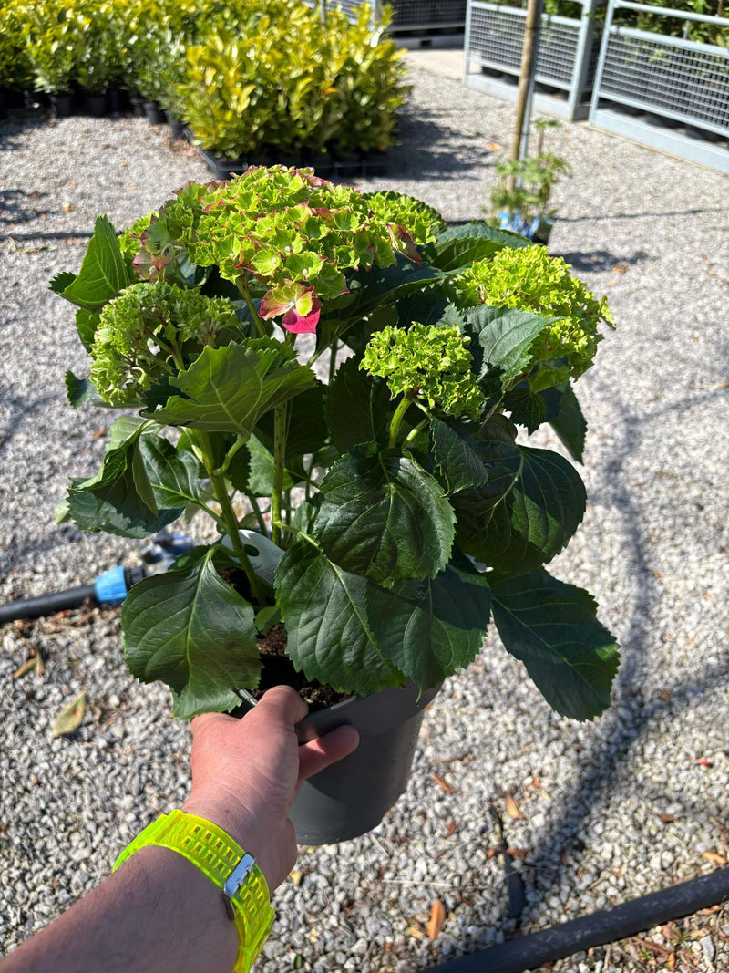 Hydrangea Mac Red Ball 3 Litre Pot
