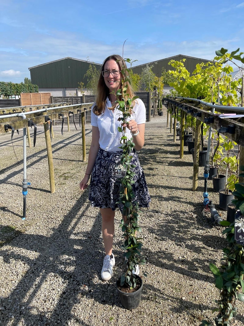 Trachelospermum Jasminoides 3 Litre Pot 100/120cm Tall