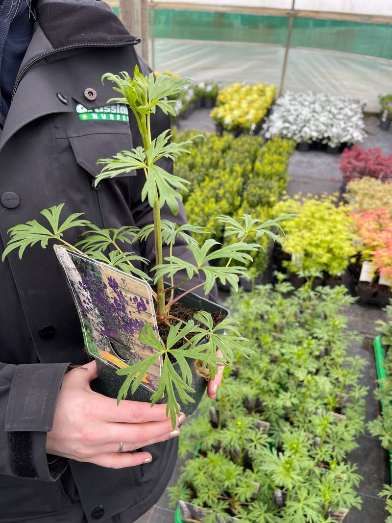 Aconitum Henr. Spark's Variety 11cm Pot
