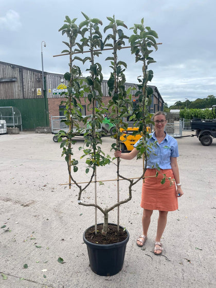 Apple Malus Jonagold 50 Litre Pot Double U frame