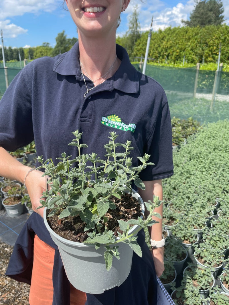 Nepeta Faassenii Six Hills Giant 3 Litre Pot