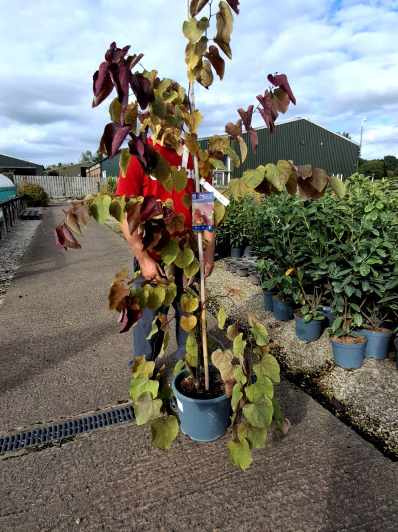 Cercis canadensis Eternal Flame 15 Litre Pot