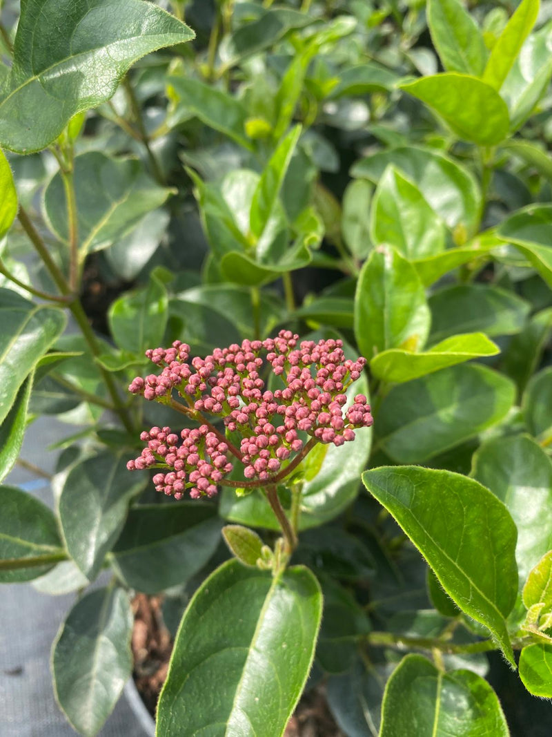 Viburnum Tinus Lisa Rose 5 Litre Pot