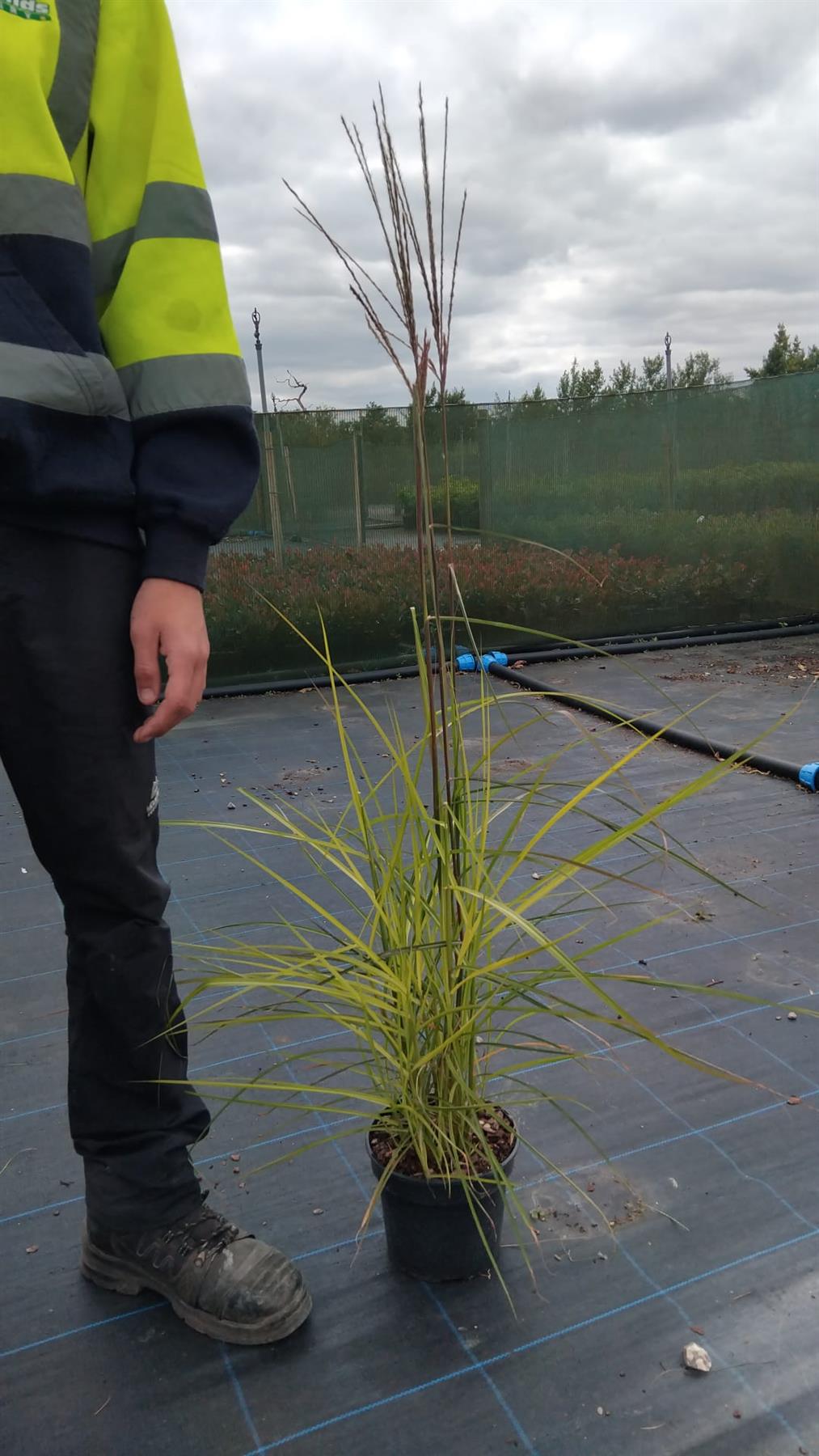 Miscanthus Sinensis Ferner Osten 3 Litre Pot