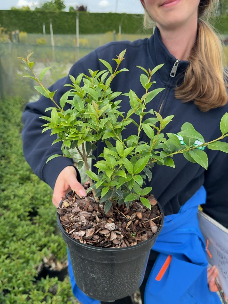 Osmanthus burkwoodii - Burkwood 3 Litre Pot