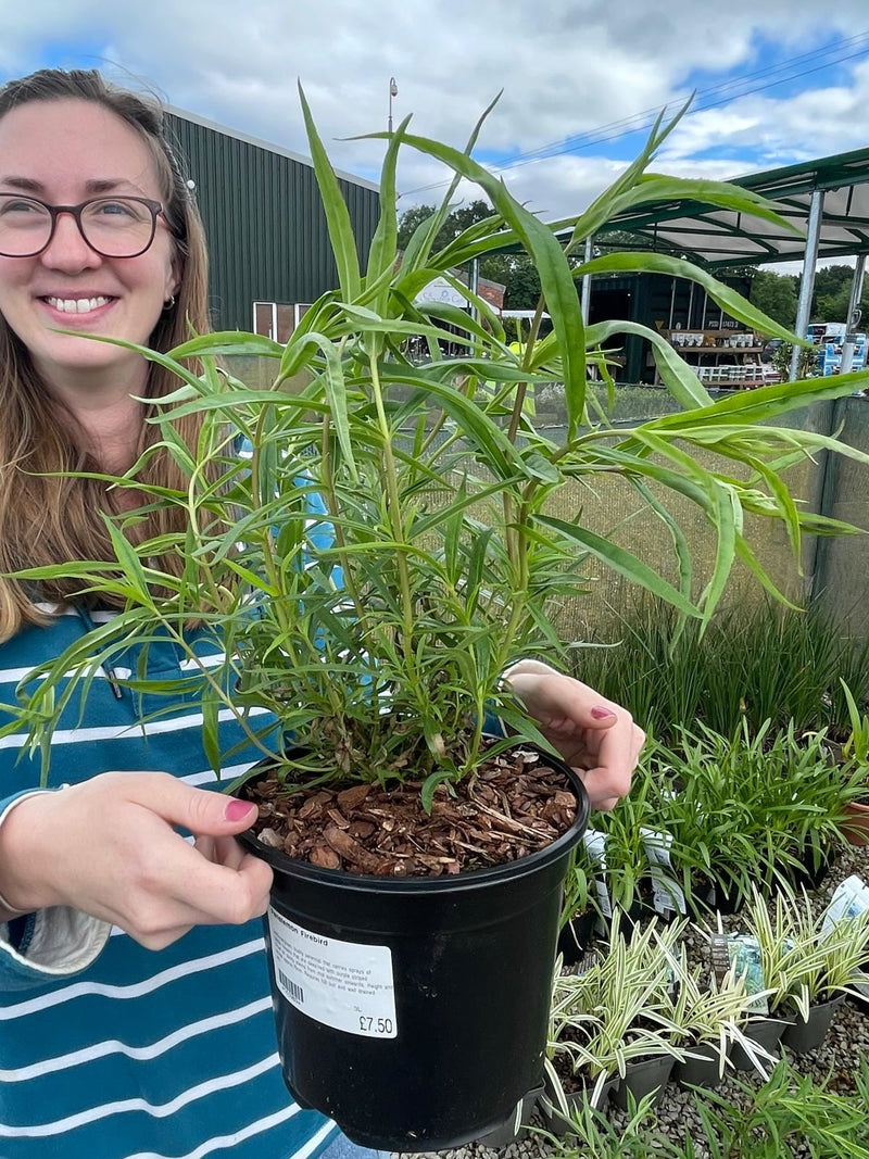 Penstemon Firebird 3 Litre Pot