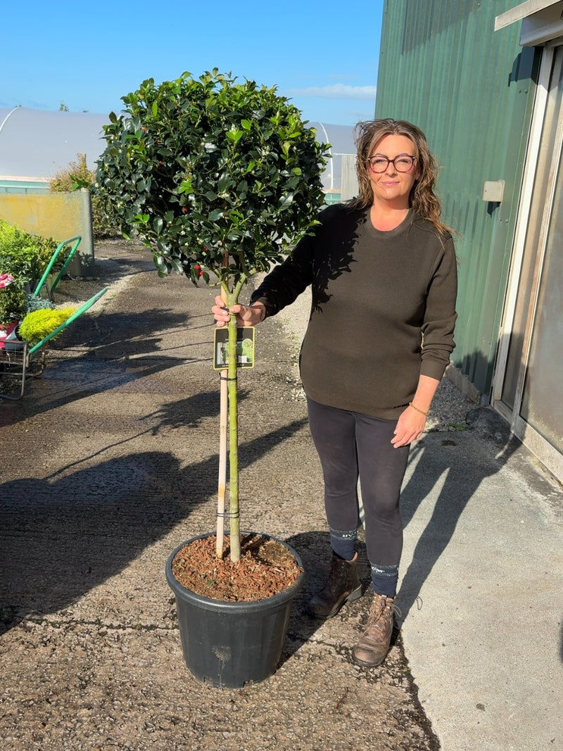 Ilex Meserveae Blue Maid 1/2 Standard 35 Litre Pot