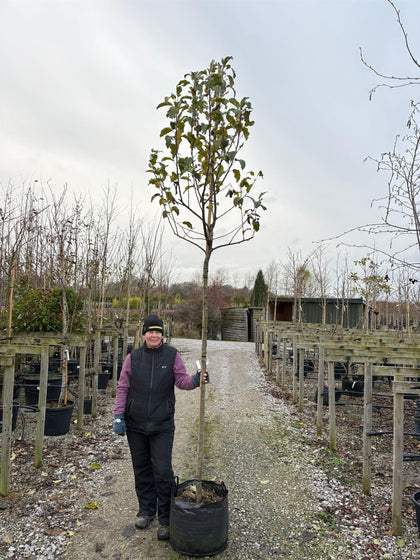 Apple Elise 10/12cm Girth Pot Grown