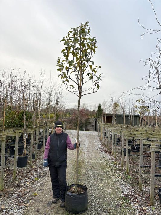 Apple Elise 10/12cm Girth Pot Grown Delivery From November Onwards
