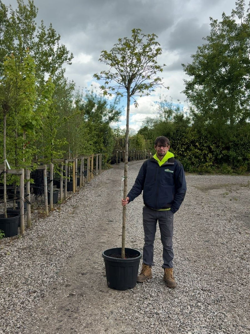 Liquidambar s. Gumball 8/10cm Girth
