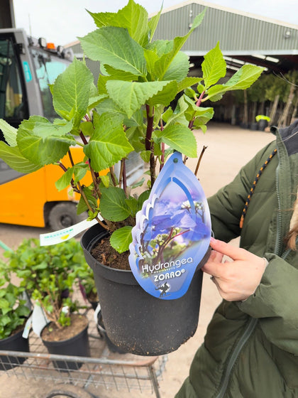 Hydrangea Teller Black Steel Blue 5 Litre Pot