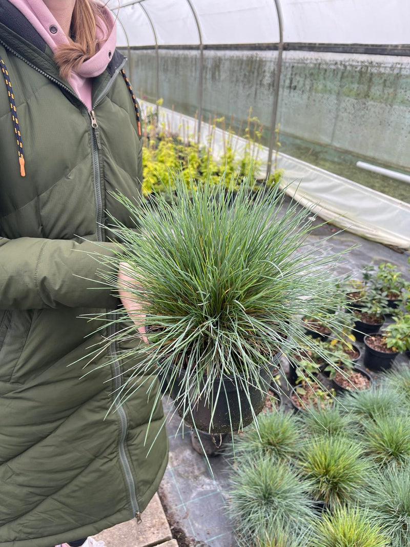 Festuca Glauca Intense Blue 3 Litre Pot