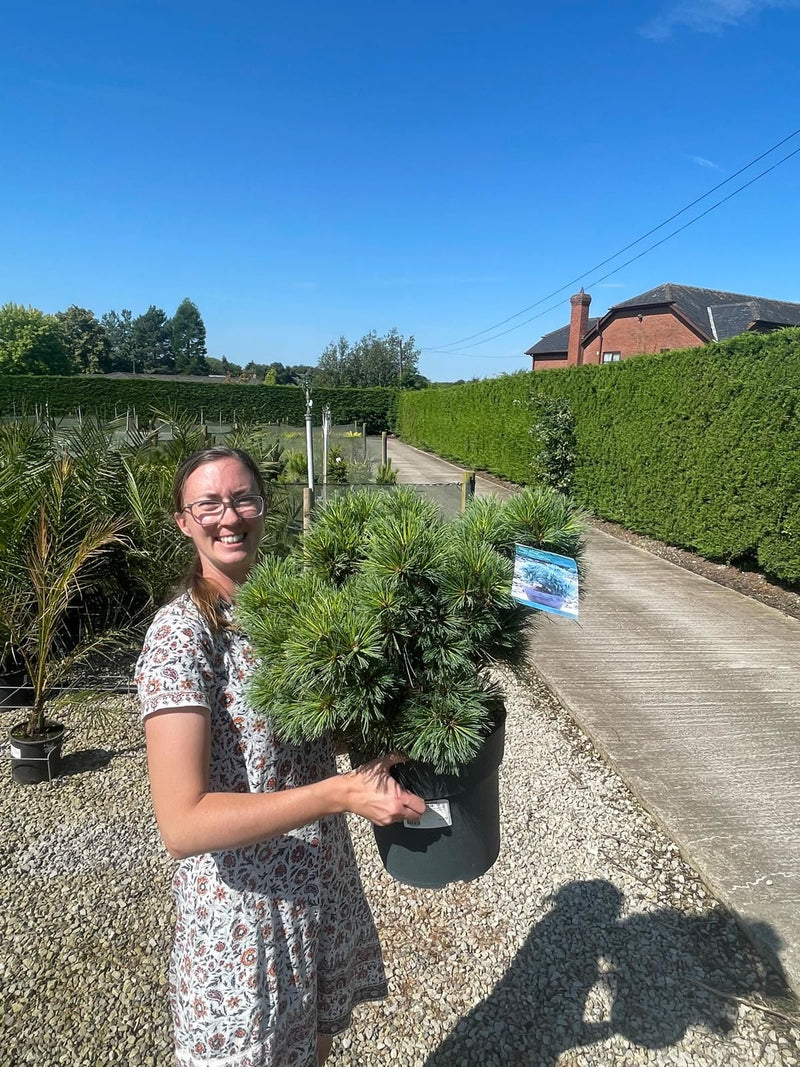 Pinus Strobus Secrest  12 Litre Pot