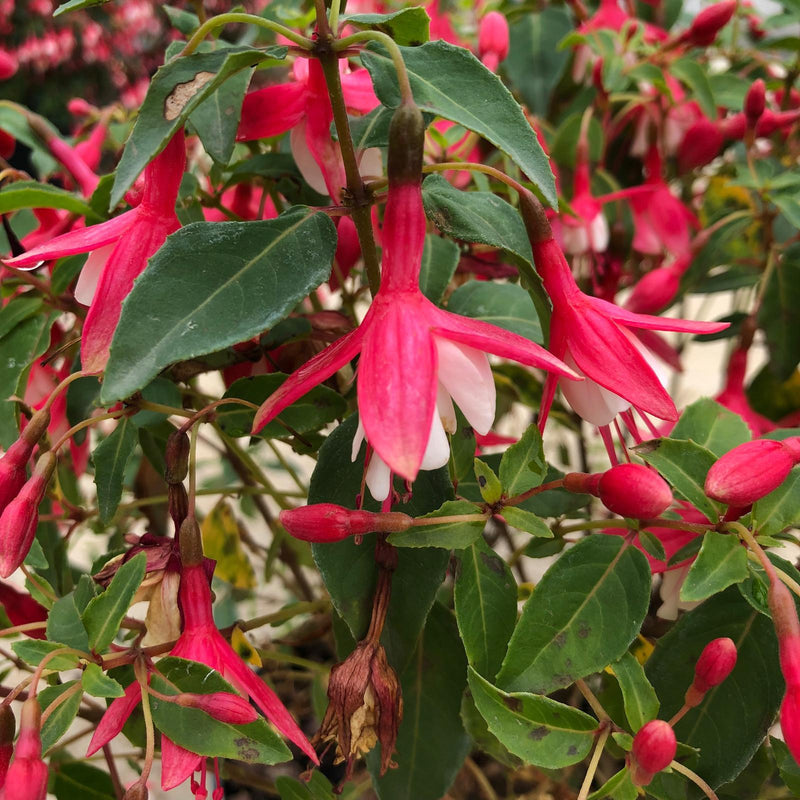 Fuchsia Magellanica Lady Thumb 3 Litre Pot