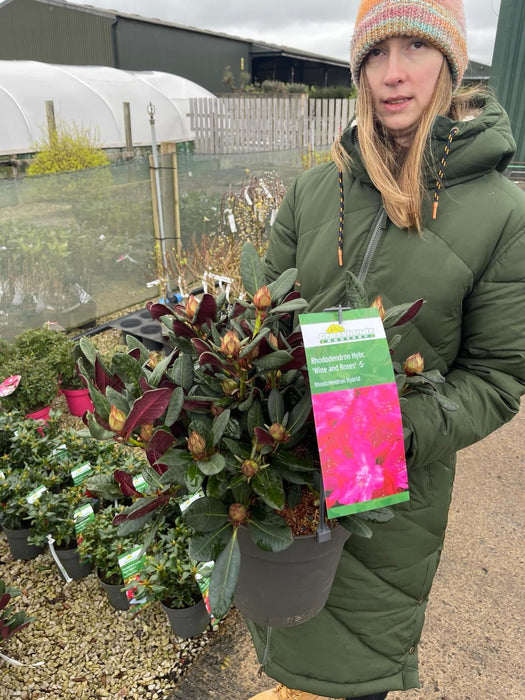 Rhododendron Wine and Roses 6 Litre Pot