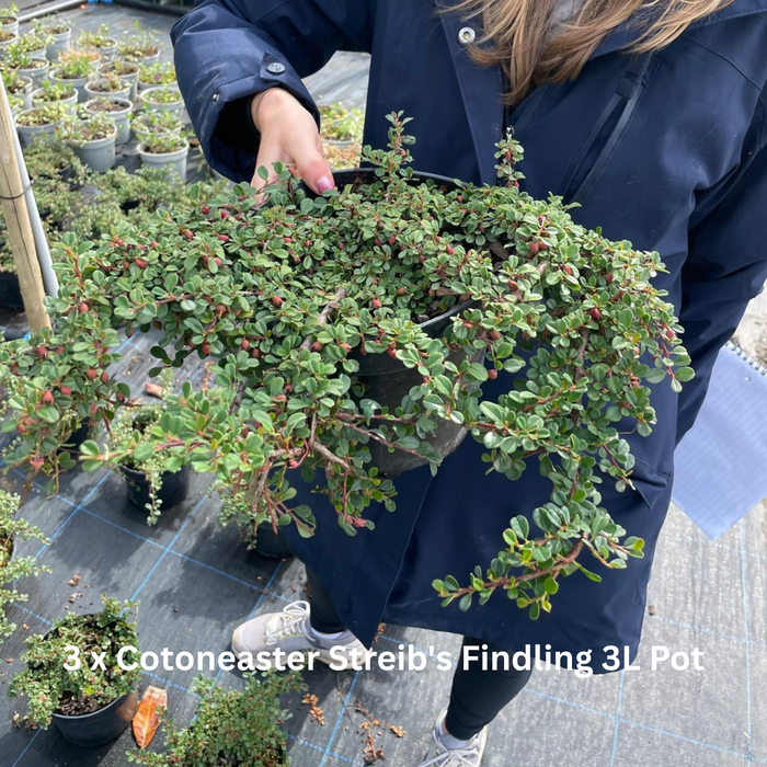 12 x Ground Cover Mixed Border Pack