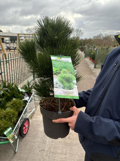 Pinus Heldrechii Malinki 4.5 Litre Pot