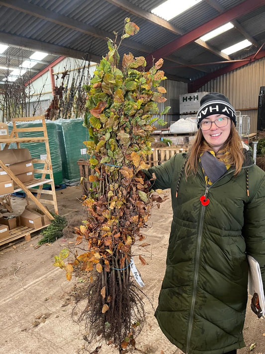 Beech Hedging Green 80-100cm Bare Root Delivery from November