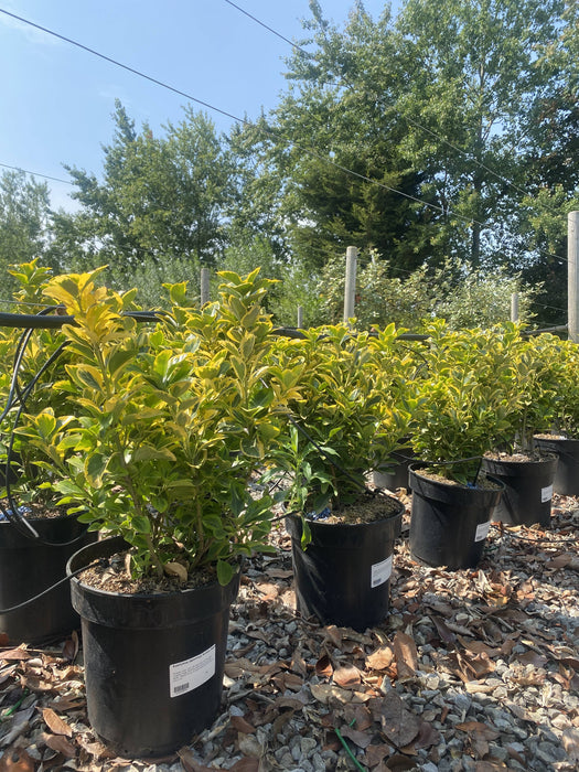 Euonymus japonicus Aurea 9 Litre Pot