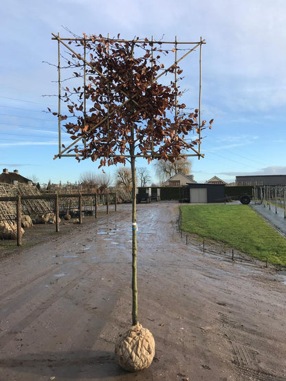 Fagus Pleached 180 Trunk 150 Wide x 120 High Frame 12/14 Girth