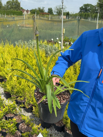 Agapanthus 'Navy Blue' - African Lily 3 Litre Pot