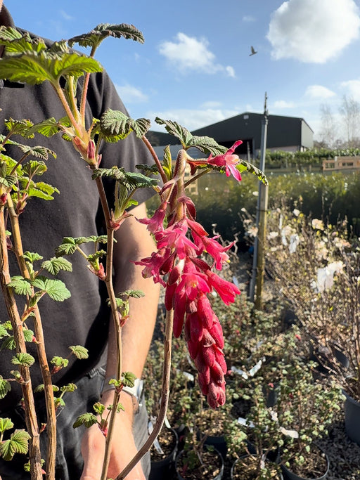 Ribes sang. Red Bros 4 Litre Pot 40/60cm