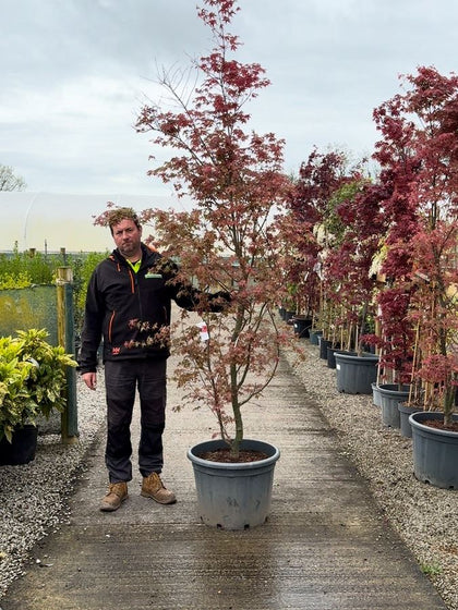 Acer Palmatum Deshojo 65 Litre Pot