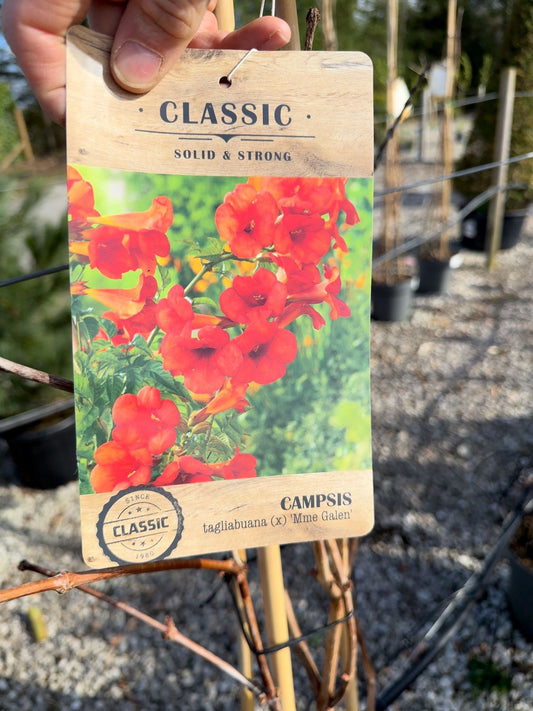 Campsis tag. Mme Galen 12 Litre 150/175cm