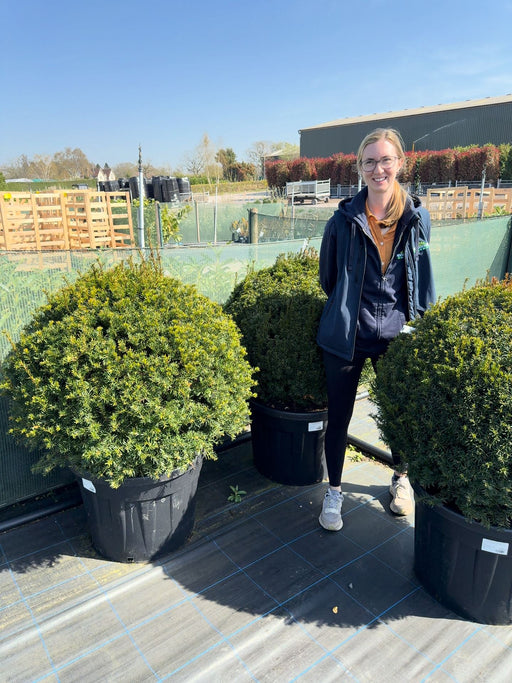 Yew Or Taxus Baccata Ball 85/90cm Root Ball