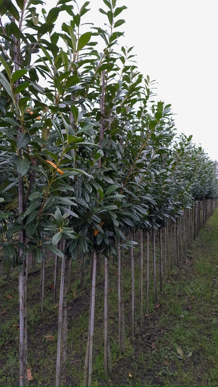 Prunus laur. Novita Full Standard Rootballed 8/10cm Girth 130cm Stem