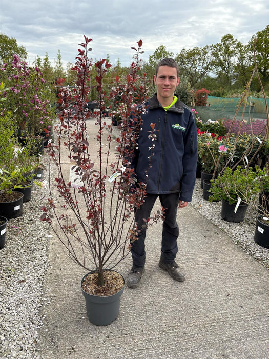 Prunus Cistena 12 Litre Pot 100/125cm