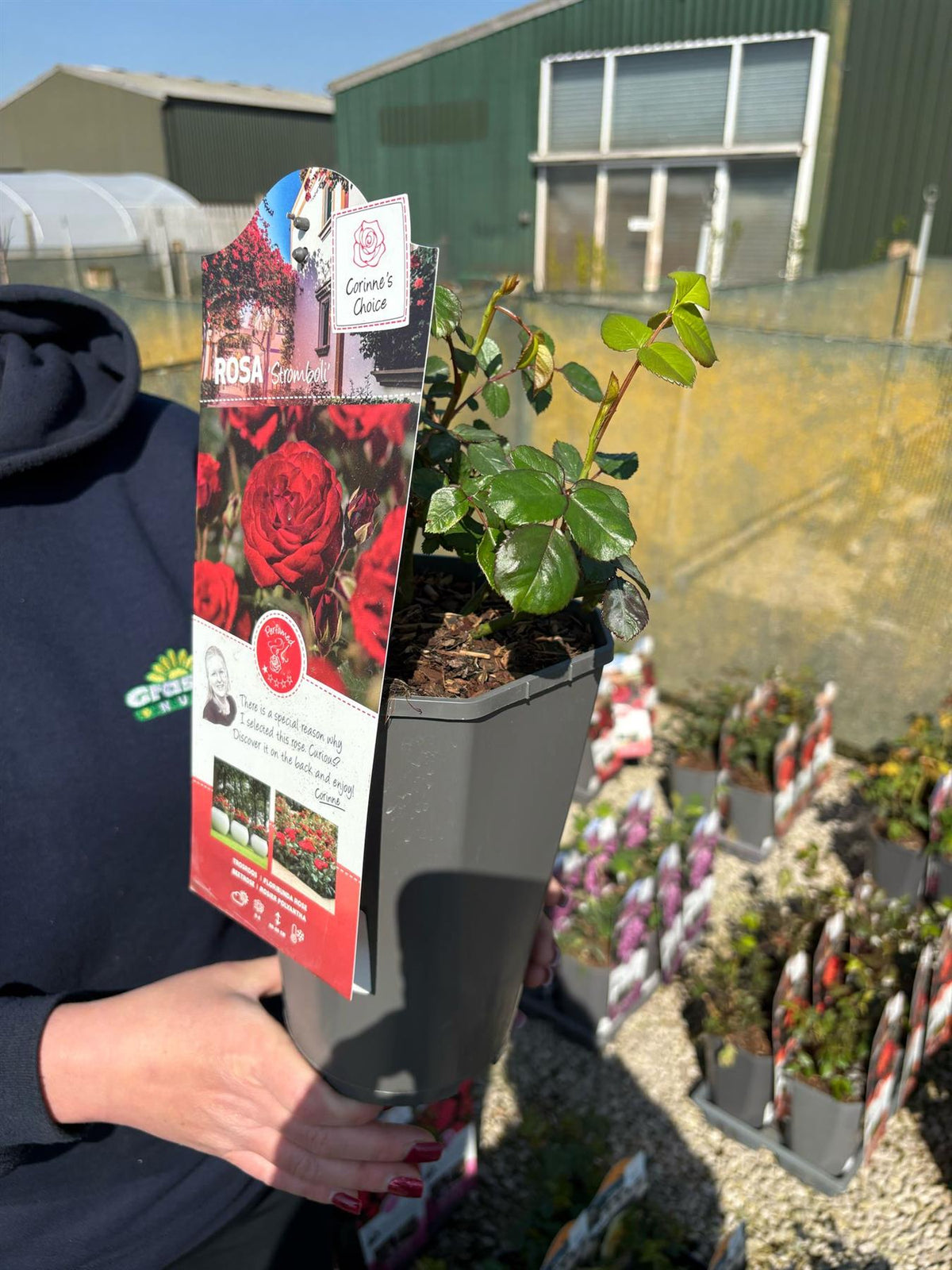 Rose Stromboli 3 Litre Pot