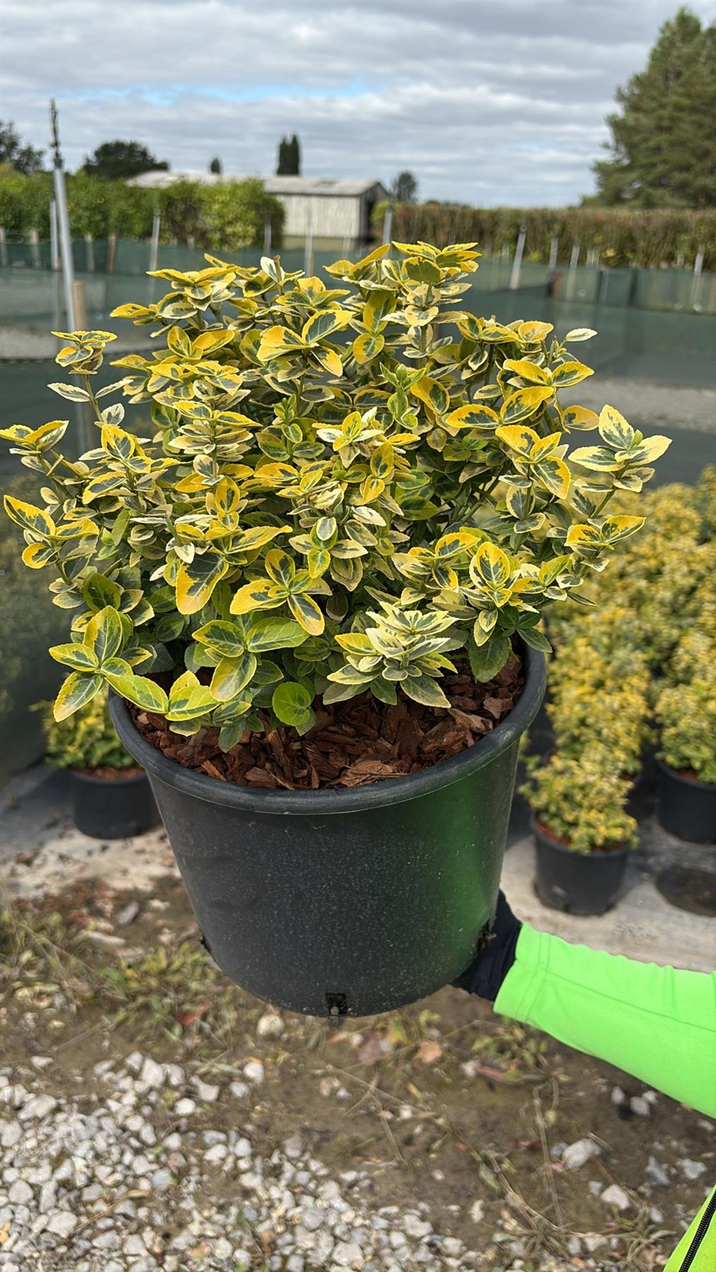 Euonymus Emerald and Gold 7.5 Litre Pot