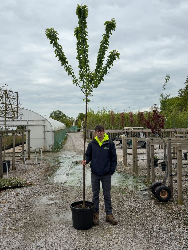 Prunus Avium Plena Standard  8/10 cm Girth