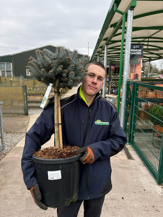 Picea pun. Glauca Globosa 1/4 Std  18 Litre Pot