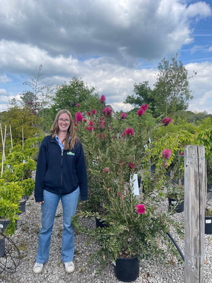 Callistemon viminalis Hot Pink 15 Litre Pot