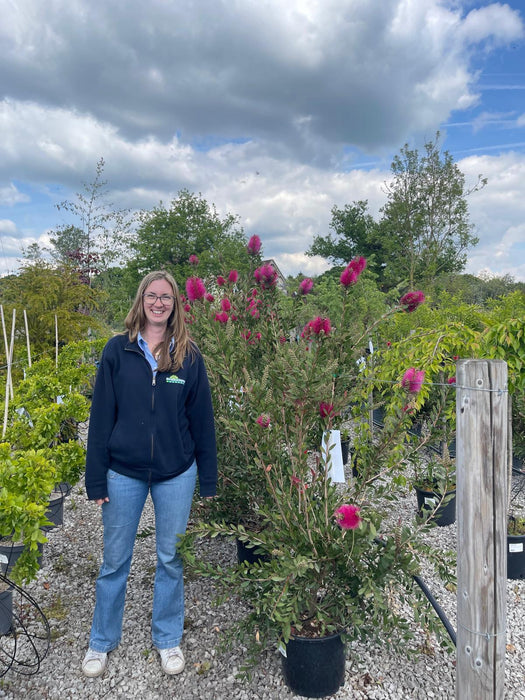 Callistemon viminalis Hot Pink 15 Litre Pot