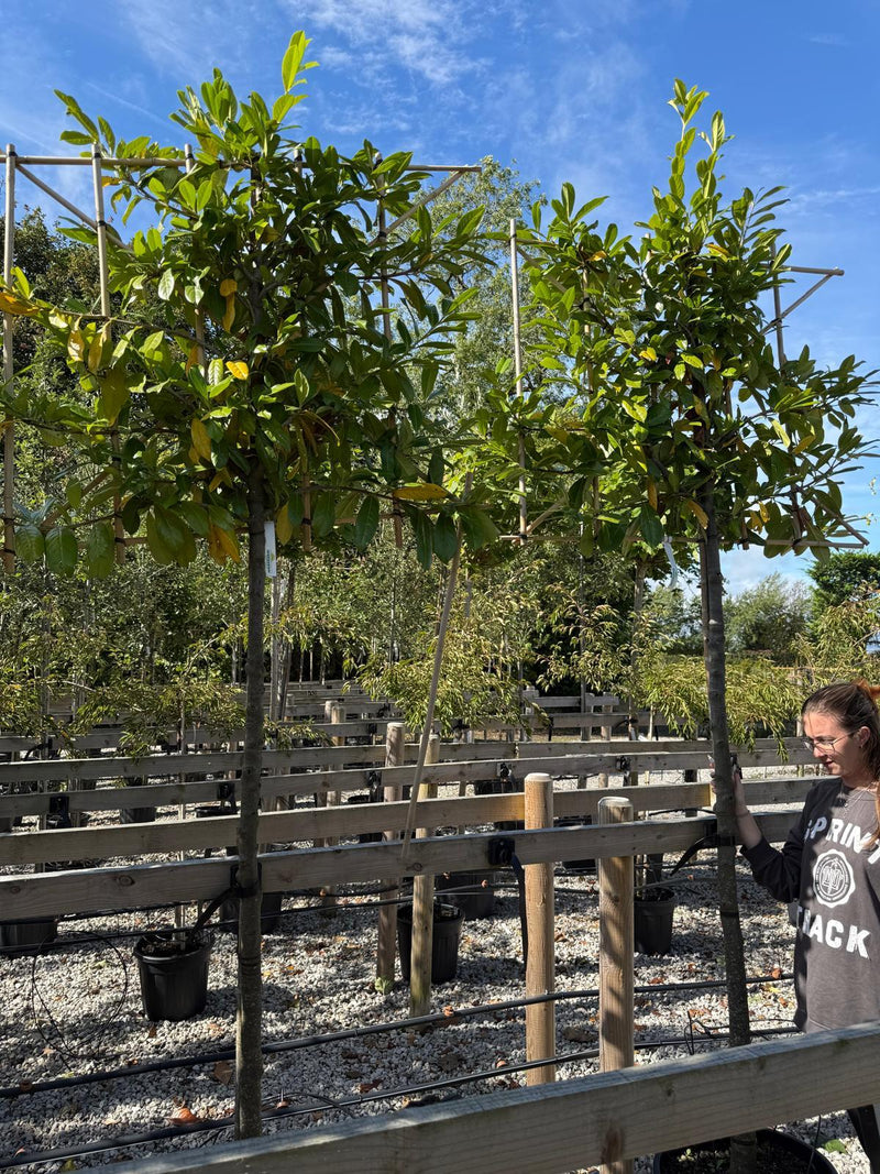 Special Offer Prunus Novita Pleached 10/12cm G, 170cm Stem, 100cm H x 120cm W