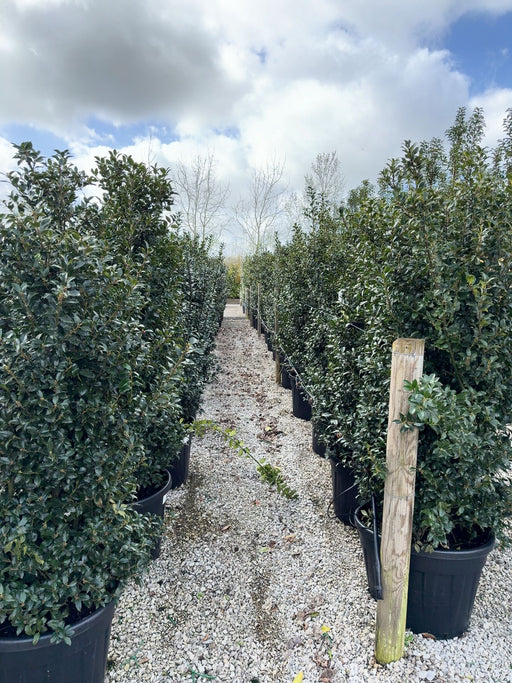 Ilex Meserveae Blue Maid Specimen 160/180cm Pre Order/Ready For June