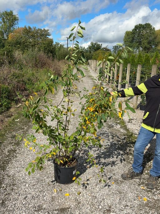 Amelanchier Lamarckii 20 Litre Pot 125/150cm Tall