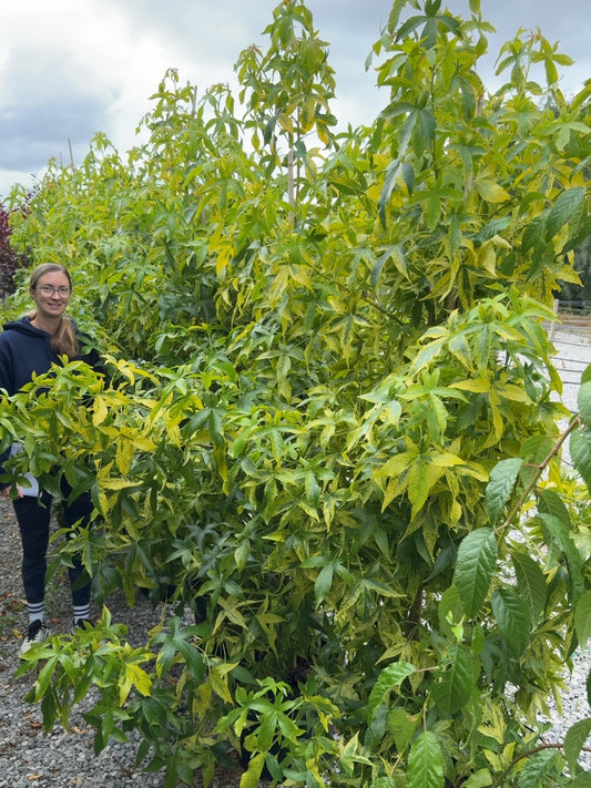 Liquidambar styraciflua Aurea 15 Litre Pot
