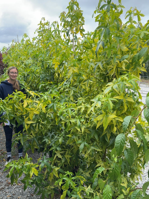 Liquidambar styraciflua Aurea 15 Litre Pot