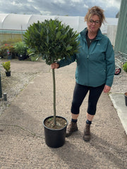 Laurus Nobilis 1/2 Std 20 Litre Pot 80cm Stem 50-55cm Head