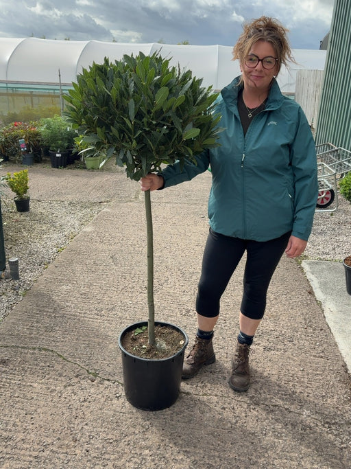 Laurus Nobilis 1/2 Std 20 Litre Pot 80cm Stem 50-55cm Head