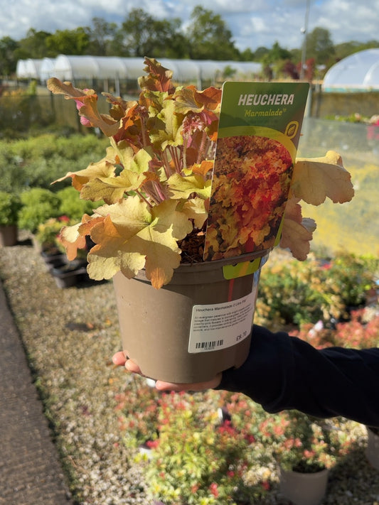 Heuchera Marmalade 2 Litre Pot