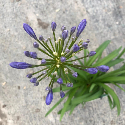Agapanthus Amourette Superb Blue 5 Litre Pot