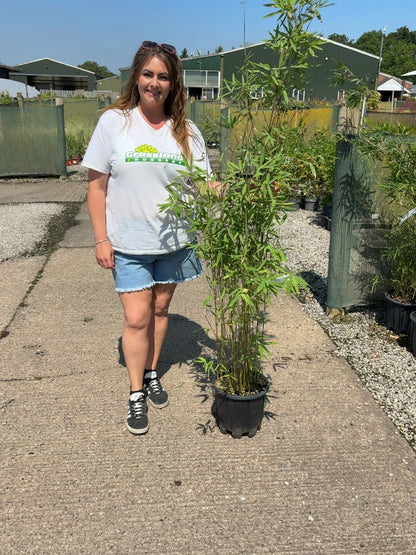 Bamboo Fargesia nitida Black Pearl 9 Litre Pot
