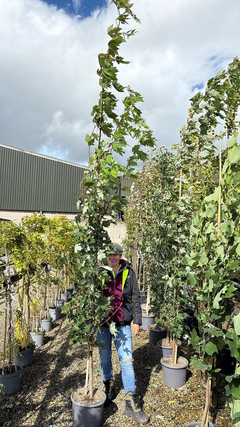 Acer freemanii Jeffer's Red 15 Litre Pot