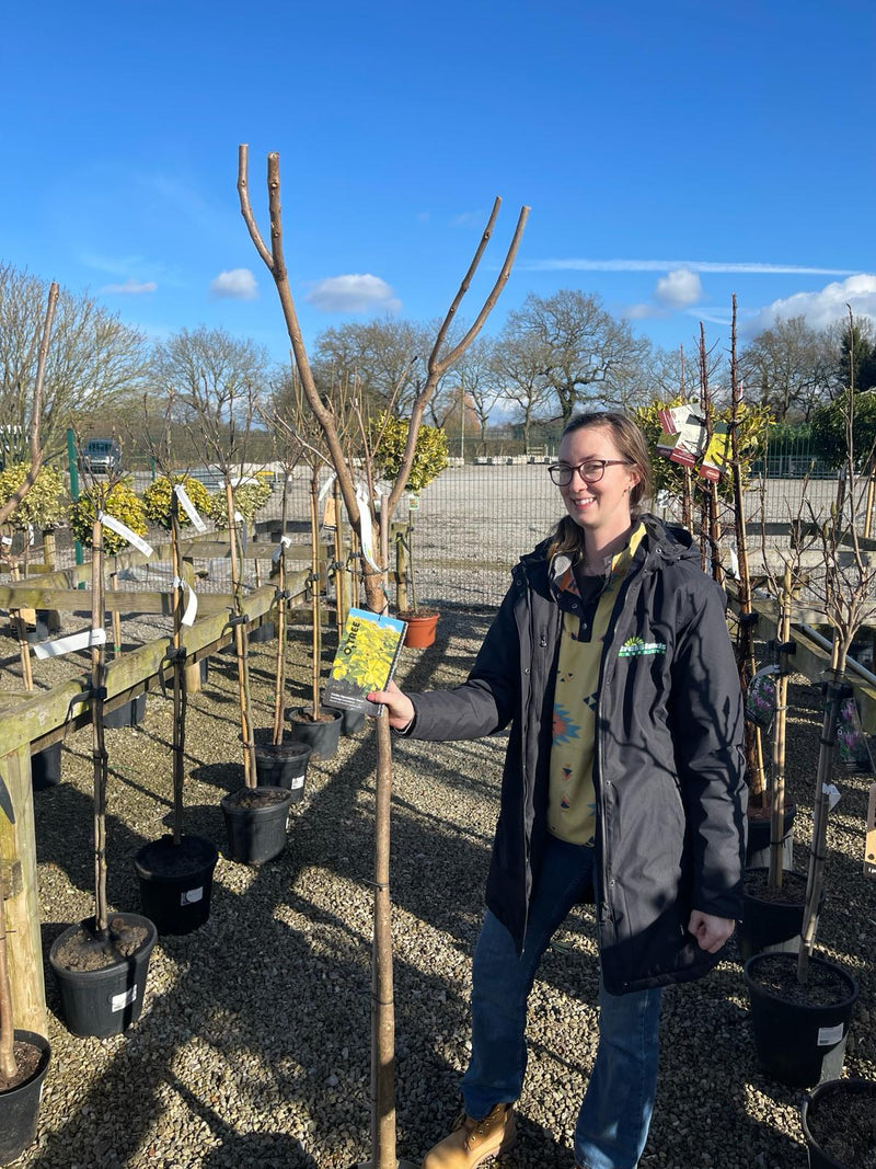 Catalpa Bignionoides Aurea Half Std 20 Litre Pot